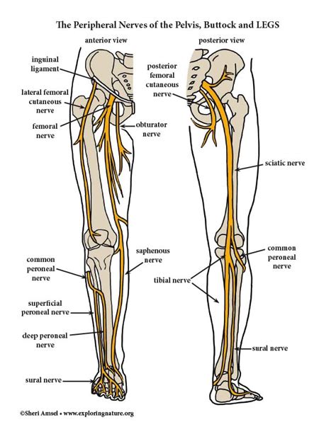 Lower Extremity Peripheral Nerves