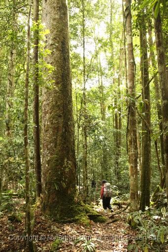 Maliau Basin, The Lost World of Sabah, Borneo, Malaysia