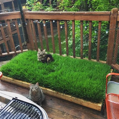 17+ Unique Balcony Pet Grass Gallery - Balcony - Rapfire.net | Cat ...