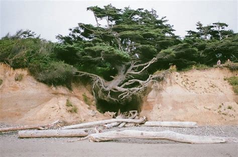 The Tree of Life in Kalaloch, Washington | Amusing Planet