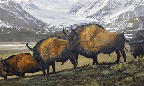 Bison priscus, the Steppe bison were once found on the mammoth steppe ...