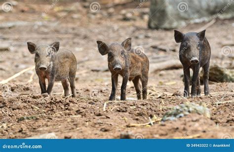 Baby wild boar stock photo. Image of snout, young, cute - 34943322