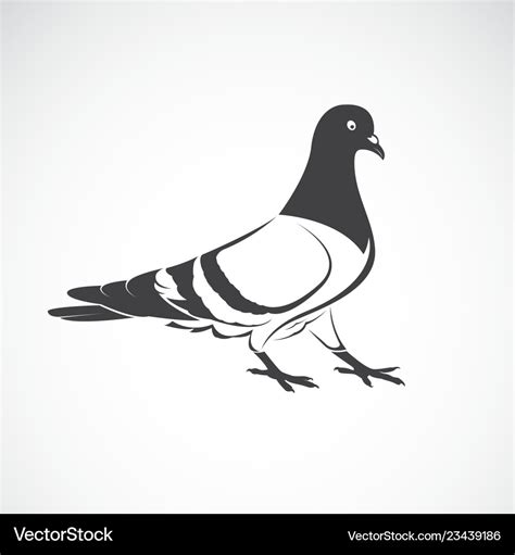 Pigeon design on white background bird icon Vector Image