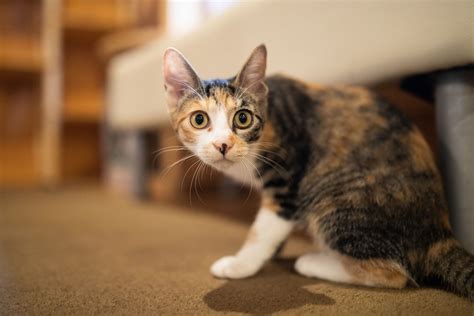 Going to See the Vet? Calming Tips for Fearful Cats | Lone Tree ...