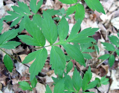 Hydrophyllum virginianum (eastern waterleaf): Go Botany