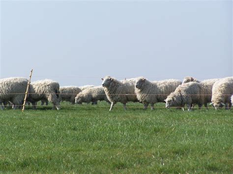 Herd of sheep Free Photo Download | FreeImages