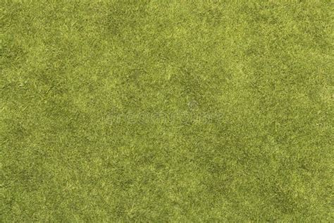 Grass Texture stock image. Image of ground, plant, green - 105139251