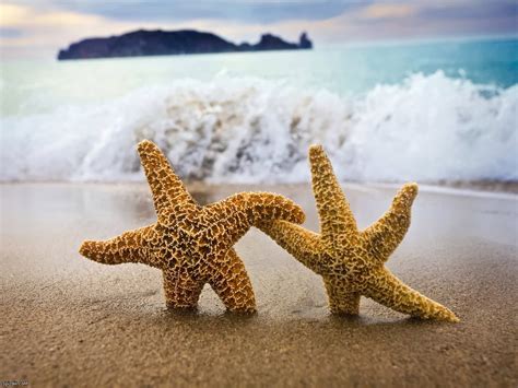 Sea Stars wallpaper | 1600x1200 | #46616