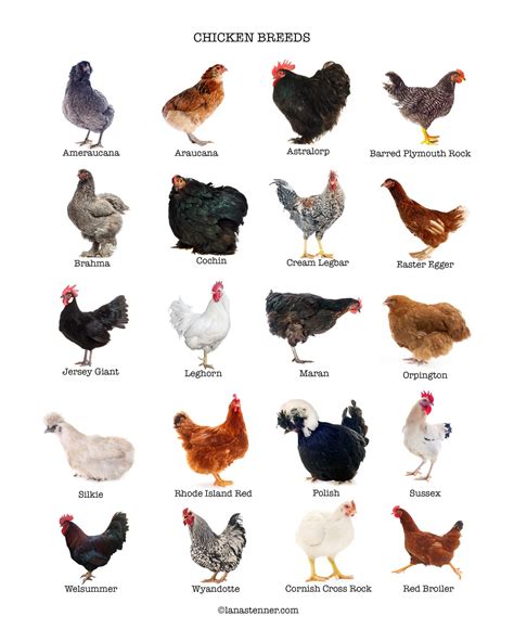 Choosing the Best Chicken Breed for Your Flock - 20 Most Popular Breeds