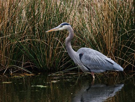 Great Blue Hunting | Kiawah, South Carolina | Ed Fuhr Photography