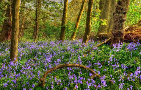 Wallpaper forest, trees, flowers, HDR, spring, bells, Spring, Forests images for desktop ...