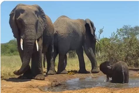 Watch: Baby Elephant Enjoys Bath Time As Mother Keeps A Watch - News18