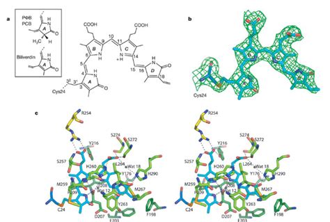 Structure and linkage of biliverdin within DrCBD.a, Biliverdin,... | Download Scientific Diagram