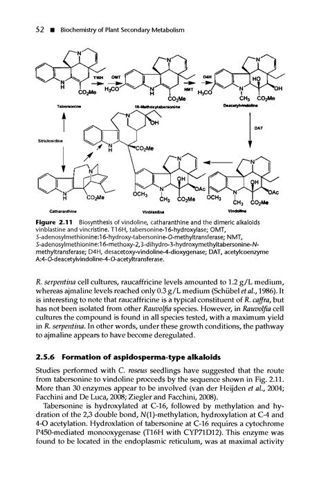 Biosynthesis of Vinblastine - Big Chemical Encyclopedia