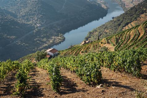 Douro Valley Tour – The Walking Parrot