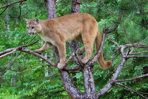 photoscope: Mountain Lion,or Cougar in natural habitat 2014