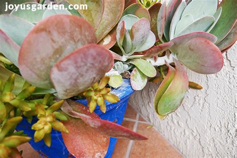 Paddle Plant Propagation: How To Prune & Take Cuttings