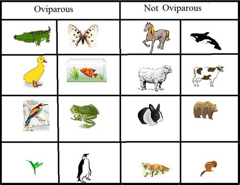 Oviparous and Non-Oviparous Animals | Oviparous animal game.… | Flickr