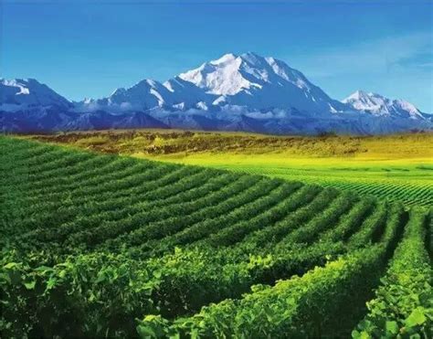 Ningxia, a rising star of world's wine map