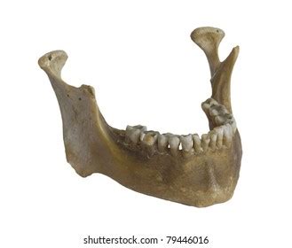 Human Jaw Bone Photos and Images | Shutterstock