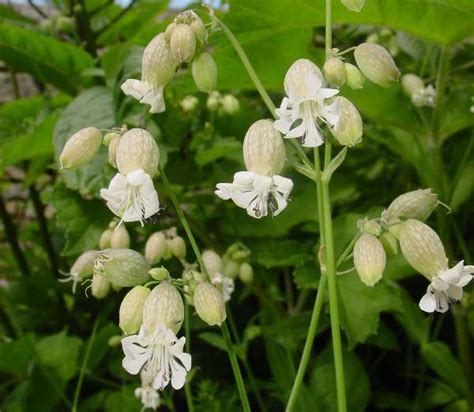 Silene vulgaris, Bladder Campion: identification, distribution, habitat