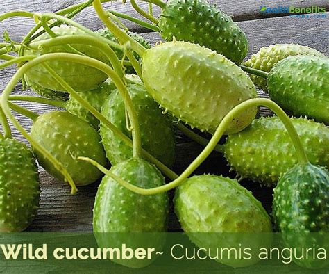 Wild cucumber facts and health benefits