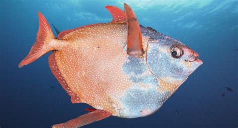 Opah Moonfish – Le Comptoir de l ocean