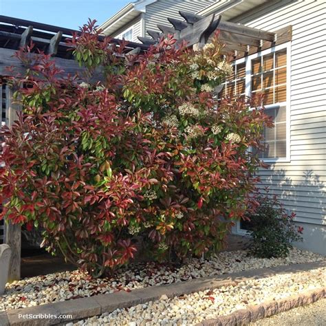 Red Tip Photinia is one of my favorite evergreens! - Garden Sanity by Pet Scribbles