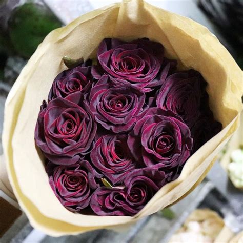 Beautiful naturally dark-hued black roses - Black Baccara Roses | Black baccara roses, Rose ...