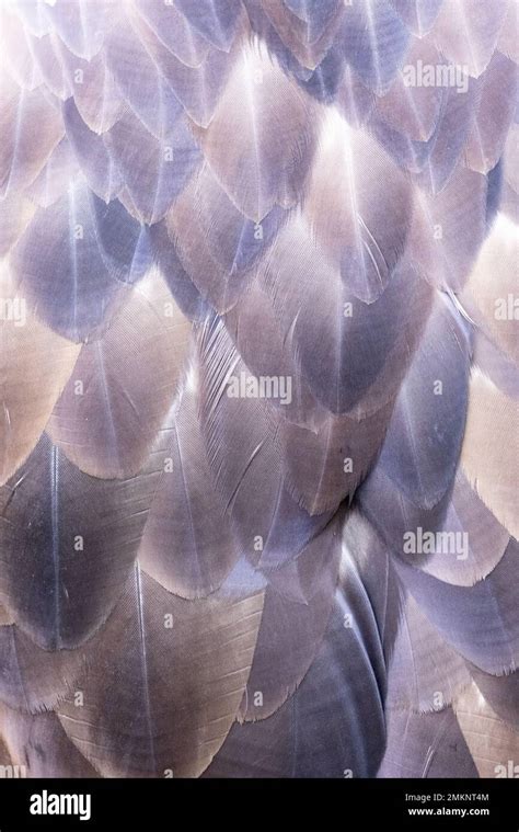 Eagle feathers hi-res stock photography and images - Alamy