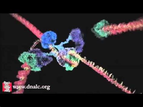 DNA Replication - DNA Polymerase and Helicase Activity Animation - YouTube