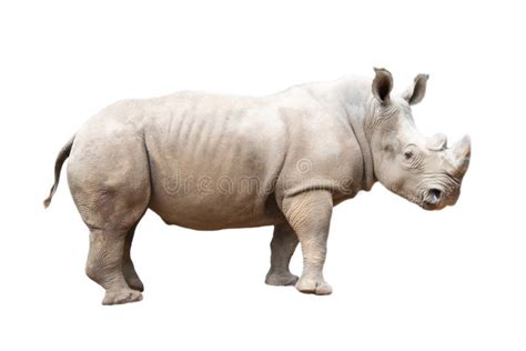 White rhino stock image. Image of nature, bush, adult - 160565659