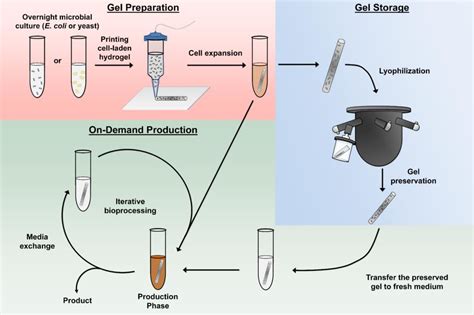 First-of-Its-Kind Hydrogel Platform Enables On-Demand Production of ...