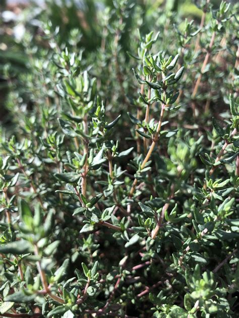 Thymus vulgaris (Common Thyme, Garden Thyme, German Thyme, Thyme) | North Carolina Extension ...