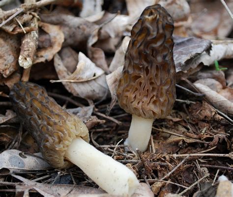 Où et quand trouver des morilles ? | Champignon et mycologie