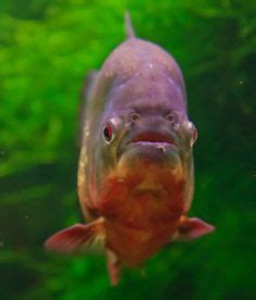 Amazon River Piranha Fish Images - All Are Here