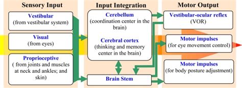 Balance control in human body. | Download Scientific Diagram