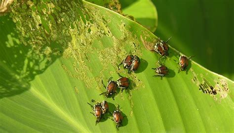 Controlling Japanese Beetles | Gardener's Supply | Batallones