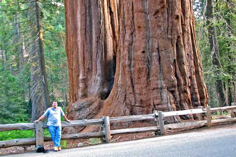 Oldest Tree in the World; Methuselah [History, Facts & More]