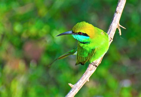 Download Green Bee-eater Bird Animal Bee-eater HD Wallpaper