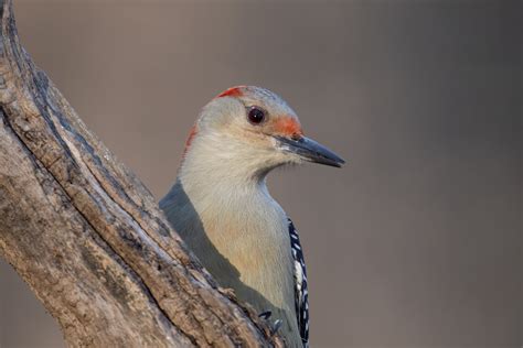 A Red-bellied Woodpecker in Pennsylvania - Enchanted by the Wild