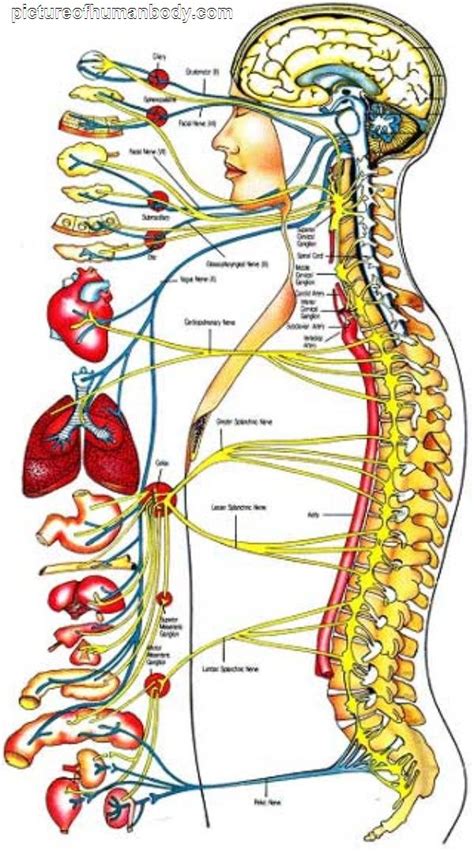 the human body atlas - ModernHeal.com