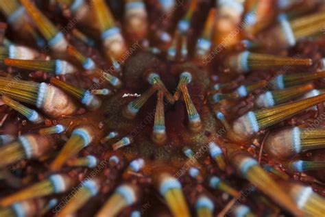 Sea urchin mouth - Stock Image - C010/9336 - Science Photo Library