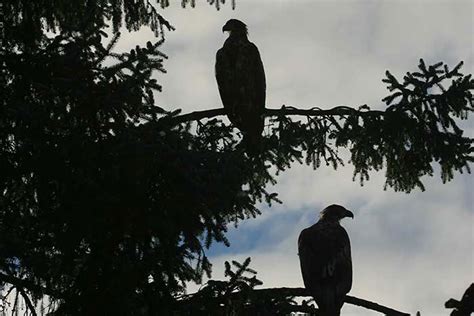 Visit Ketchikan Alaska Wildlife photos from Ketchikan