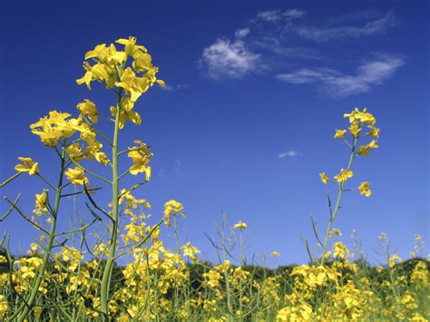 Speculative buying sees canola prices firm up - AGCanada - AGCanada