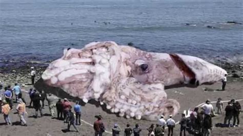 Deep Sea Monster The Giant Squid - YouTube