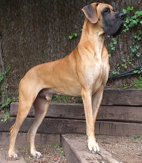 Great Dane Dog | [#] Lunawsome