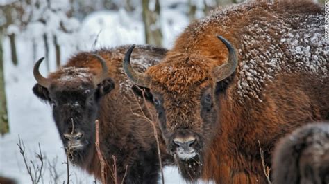 European bison in the crosshairs of conservation battle | CNN