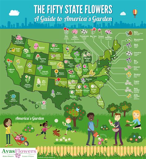 Infographic - The Fifty State Flowers | Avas Flowers