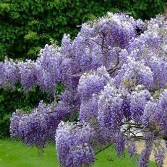 Wisteria Sinensis - Chinese Wisteria - 5 Seed Pack | Online Seed Store